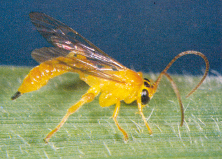 Hình 3: Ong cự vàng ký sinh 