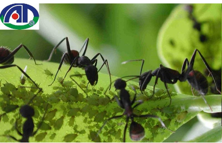 Hình 1 Kiến đen hại cây thanh long