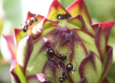 Ảnh 1: Kiến lửa gây hại trên nụ cây thanh long