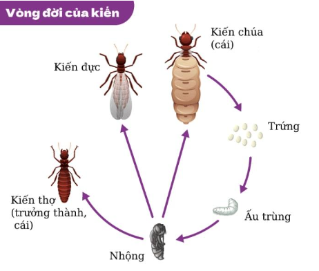 Ảnh 2: Vòng đời của kiến lửa