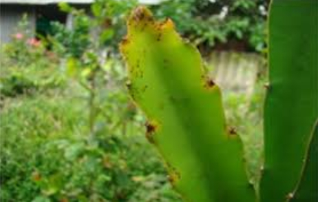 Ảnh 3: Kiến lửa gây hại cây trên đọt non