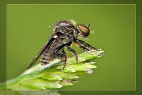 Ảnh 4: Ruồi gù lưng