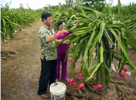 Ảnh 5: Thường xuyên thăm vườn để phát hiện kiến kịp thời