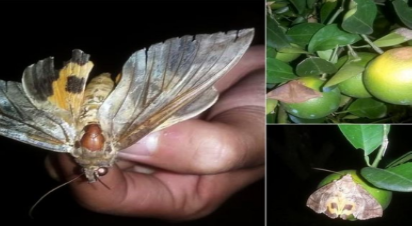 Hình 1. Ngài hút chích quả