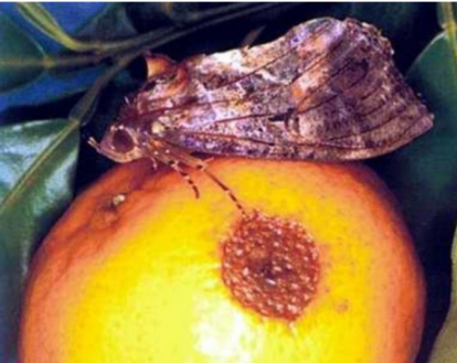 Hình 3. Triệu chứng của bệnh sâu hại