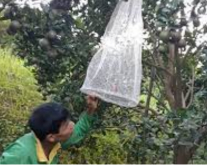 Hình 5. Đặt bẫy dẫn dụ