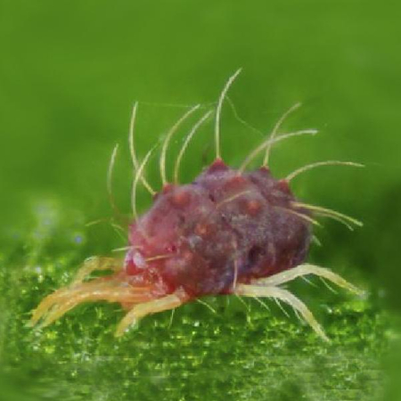 Hình 1 Nhện đỏ hại cây có múi