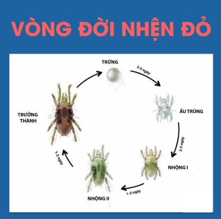 Hình 2 Vòng đời của nhện đỏ
