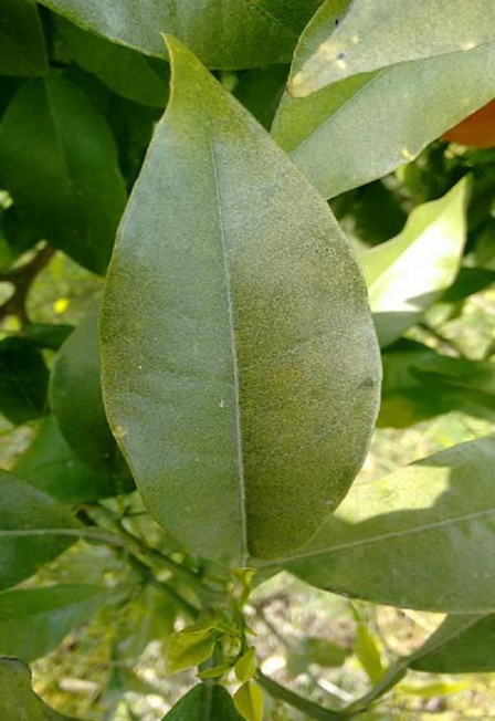 Hình 3 Lá bị nhện đỏ hại xuất hiện những chấm màu bạc