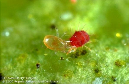 Hình 4: Nhện Euseius tularensis (trái) đang ăn nhện đỏ (phải)