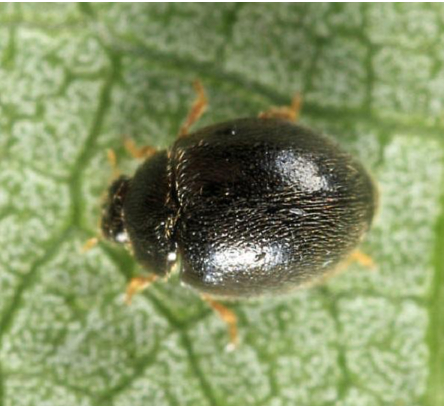 Hình 5 Bọ rùa đen