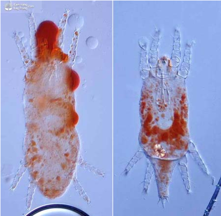 Hình 1: Nhện đỏ 