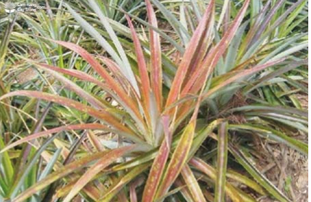 Hình 3: Triệu chứng gây hại trên cây dứa 