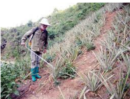 Hình 5: Biện pháp canh tác cây dứa 