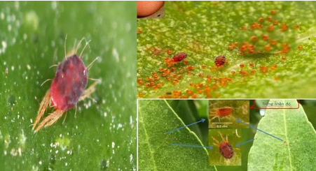 Hình 1: Nhện đỏ gây hại trên cây sầu riêng có kích thước rất nhỏ