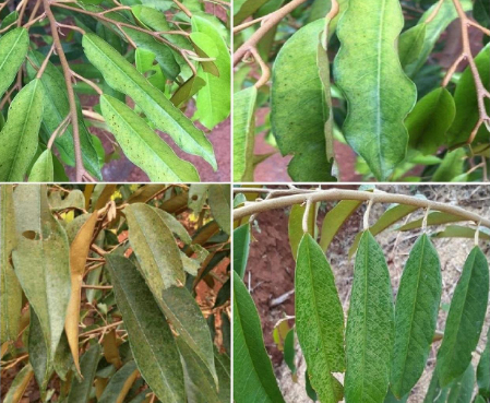 Hình 3: Dấu hiệu nhện đỏ gây hại trên lá sầu riêng