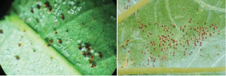 Hình 4: Một ổ nhện đỏ đang cắn phá gây hại