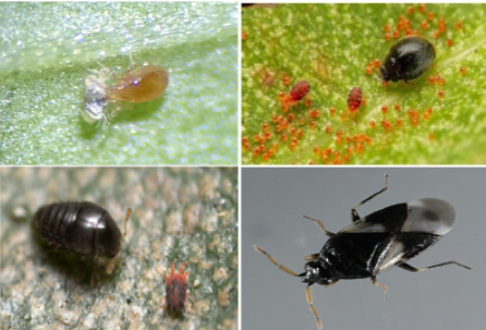 Hình 5: Nhện Galandromus, bọ rùa Stethorus, bọ cánh cộc Oligota, bọ xít nhỏ Orius tristicolor