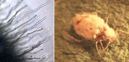 Hình 6: Nấm họ Entomopthora ký sinh gây bệnh trên nhện đỏ