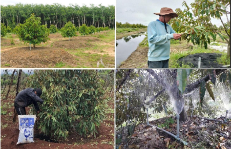 Hình 7: Một số biện pháp hạn chế nhện đỏ xuất hiện