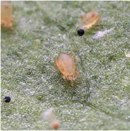 Hình 1 Nhện trắng