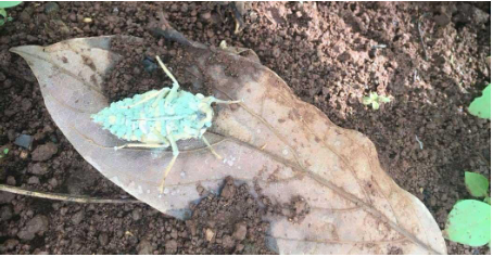 Hình 3 Côn trùng bị nhiễm nấm xanh