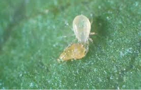 Hình 4 Nhện Euseius tularensis (bên phải) đang ăn thịt nhện trắng (bên trái)