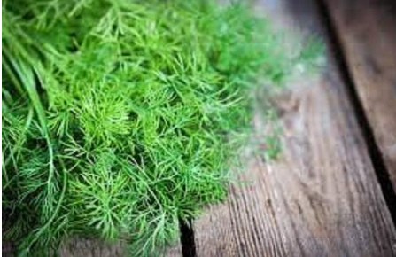 Hình 5 Cây thì là hấp dẫn bọ rùa