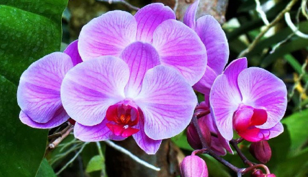 Hình 1. Hoa lan hồ điệp tím