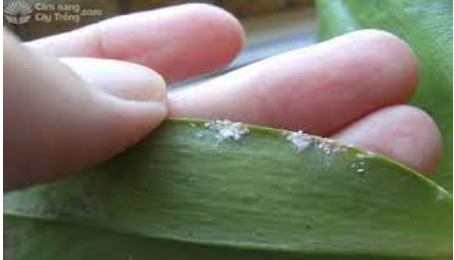 Hình 2. Rầy bông gây hại trên lá lan