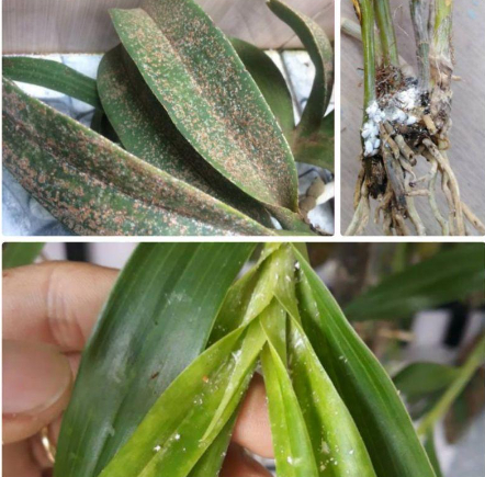 Hình 4: Dấu hiệu gây hại của rầy bông