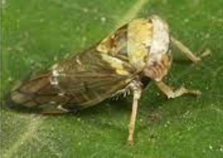 Hình 1: Rầy bông (rầy sáp bông)