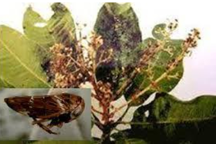 Hình 3: Biểu hiện rầy bông gây hại trên các cành hoa non ở xoài