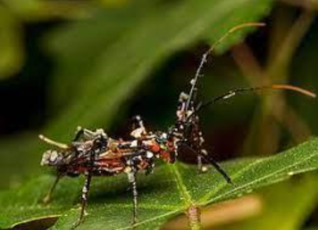 Hình 4: Bọ xít Reduviidae