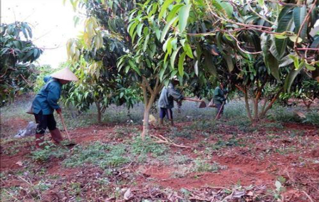 Hình 5: Vệ sinh vườn xoài sau thu hoạch