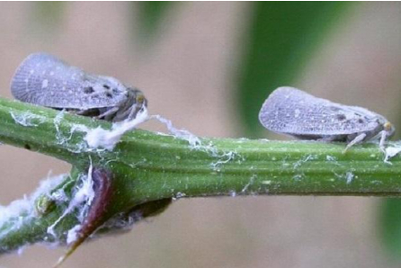 Hình 1 Rầy bướm hại cây có múi