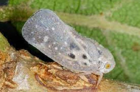 Hình 2 Rầy bướm đã trưởng thành