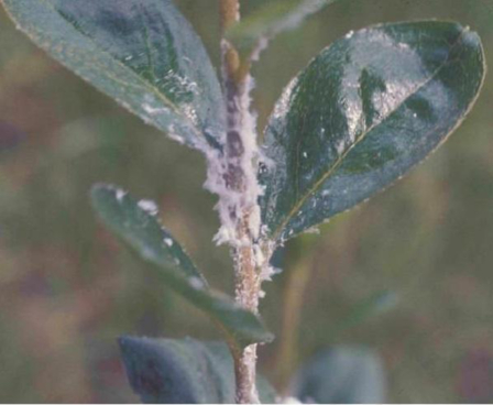 Hình 3 Cây phủ một lớp sáp dính lông tơ 