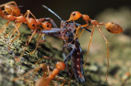 Hình 4 Kiến vàng Oecophylla smaragdina