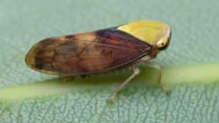 Hình 1: Rầy đầu vàng