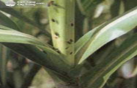 Hình 2: Đọt lá mía bị rầy đầu vàng phá hoại