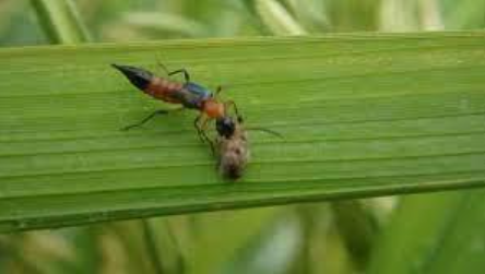 Hình 3: Kiến ba khoang 