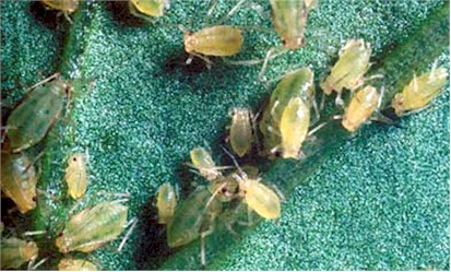 Ảnh 1: Giới thiệu rầy mềm gây hại