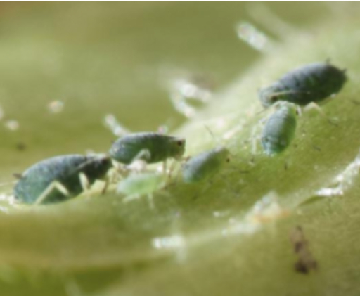 Hình 1. Rệp muội hại thanh long