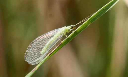 Hình 4. Thiêu thân xanh