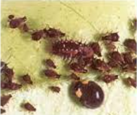 Hình 1: Rầy mềm