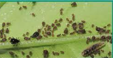 Hình 2: Rầy mềm non và trưởng thành trên lá non