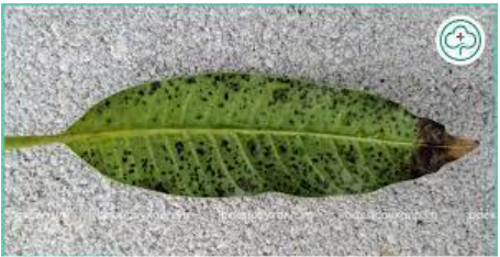 Hình 3: Lá xoài bị nấm đen dọc theo các gân