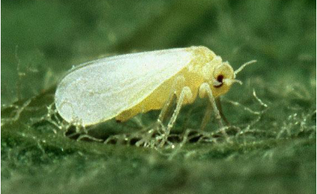 Hình 1: Rầy phấn trắng trưởng thành