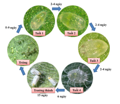 Hình 2: Vòng đời của rầy phấn trắng